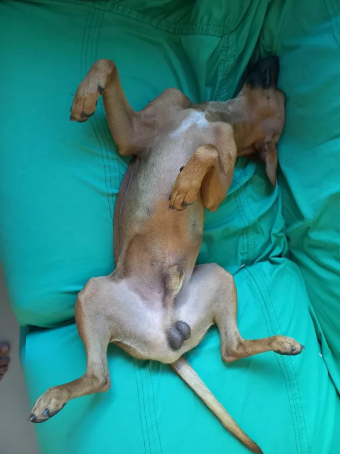 Cachorro ra a SRD-ViraLata idade 2 anos nome Pitoco