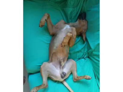 Cachorro raça SRD-ViraLata idade 2 anos nome Pitoco