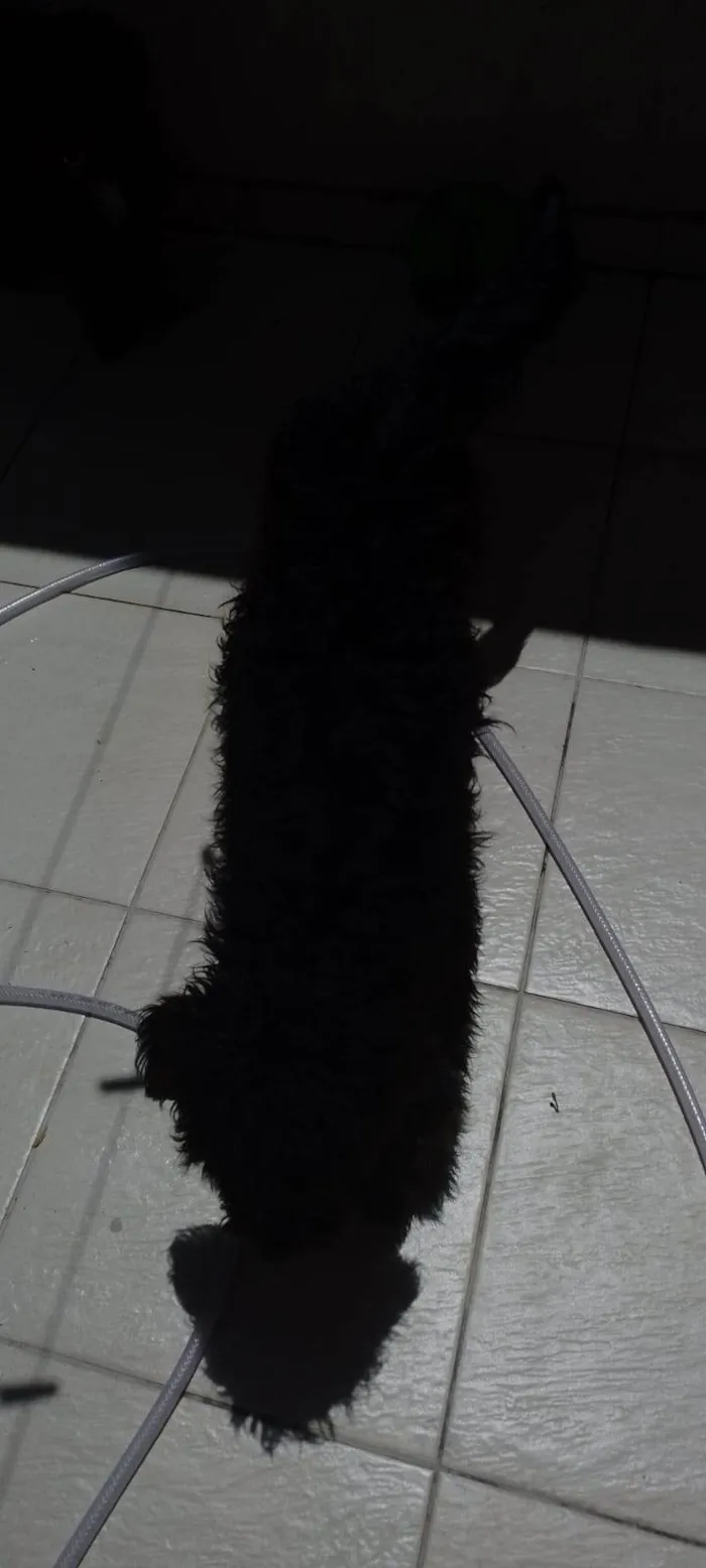 Cachorro ra a Poodle idade 2 a 6 meses nome nao tem nomes