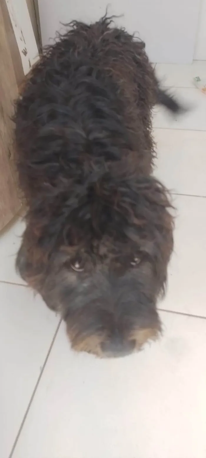 Cachorro ra a Poodle idade 2 a 6 meses nome nao tem nomes