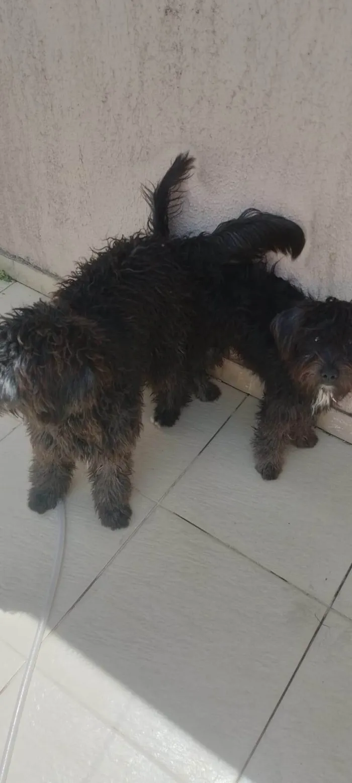 Cachorro ra a Poodle idade 2 a 6 meses nome nao tem nomes