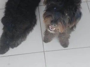 Cachorro raça Poodle idade 2 a 6 meses nome nao tem nomes