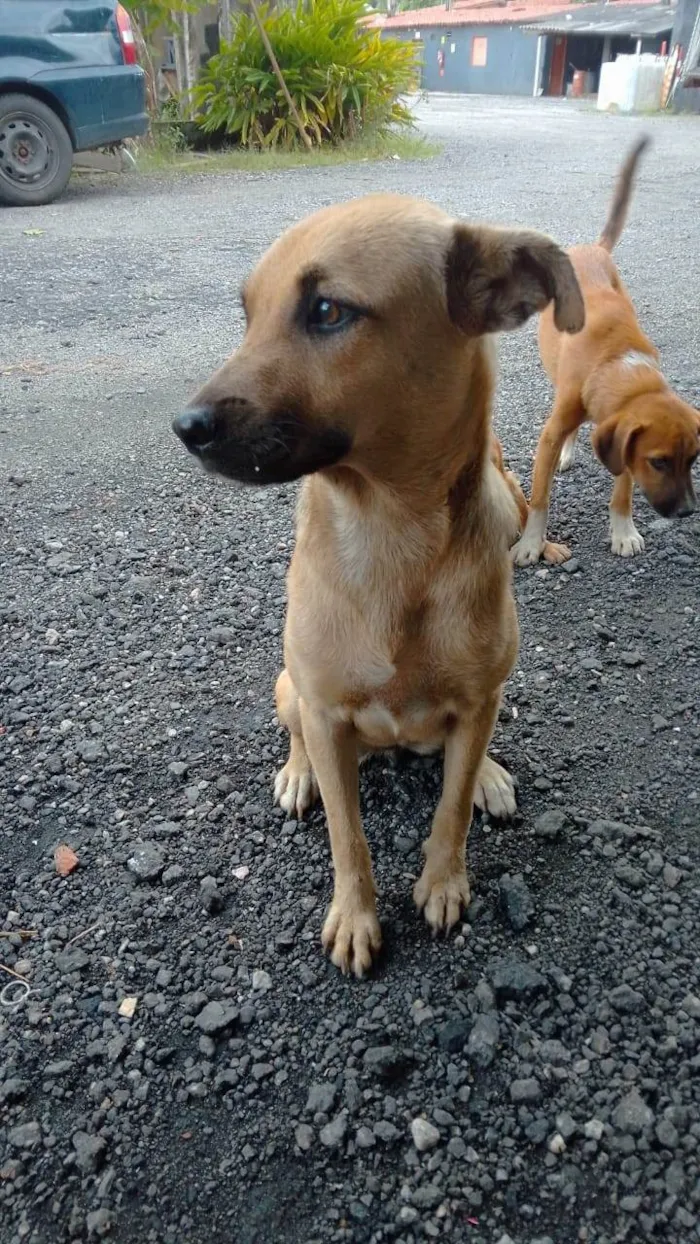 Cachorro ra a SRD-ViraLata idade 2 a 6 meses nome FEMEA