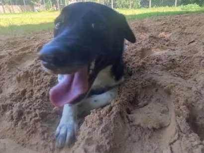 Cachorro raça SRD-ViraLata idade 7 a 11 meses nome Amora