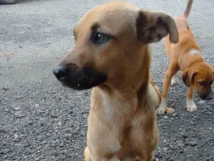 Cachorro ra a SRD-ViraLata idade 2 a 6 meses nome FEMEA