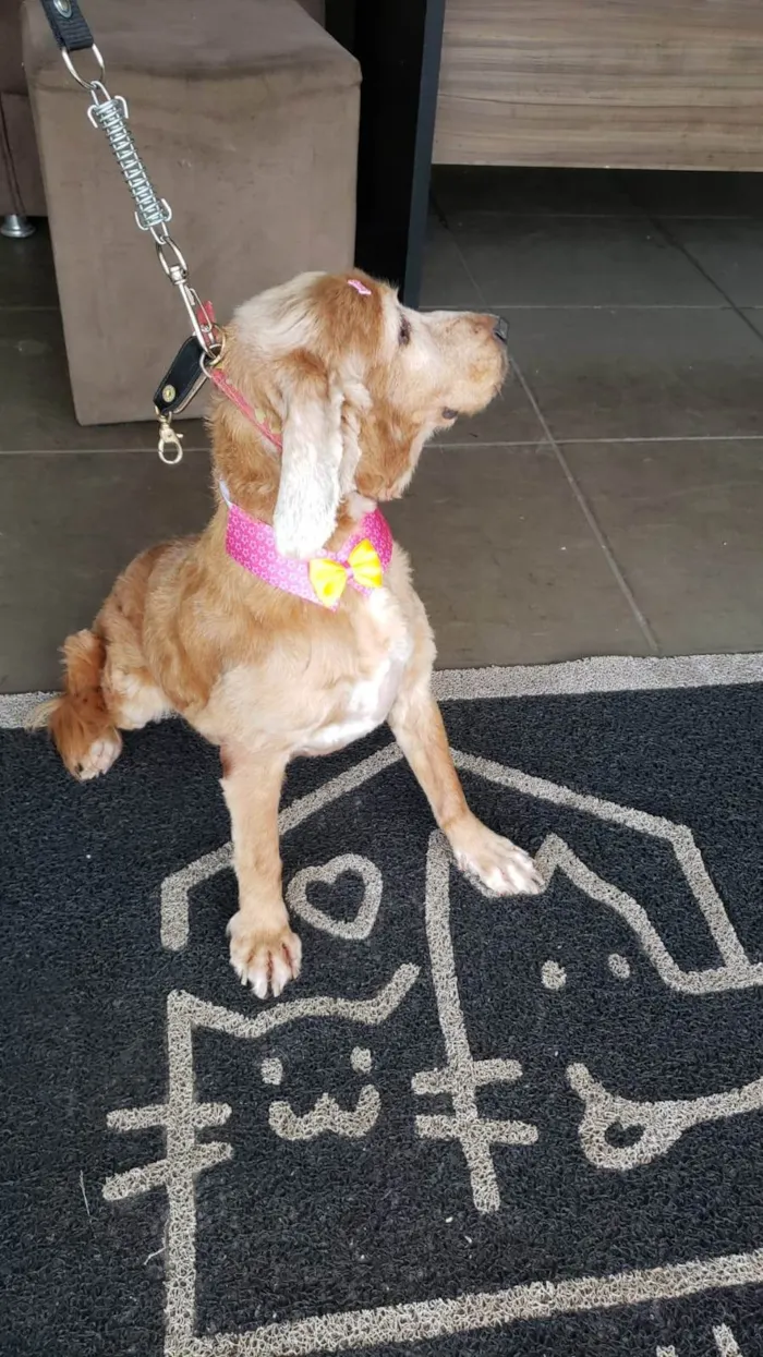 Cachorro ra a Cocker spaniel inglês idade 6 ou mais anos nome KIRA (resgatada)