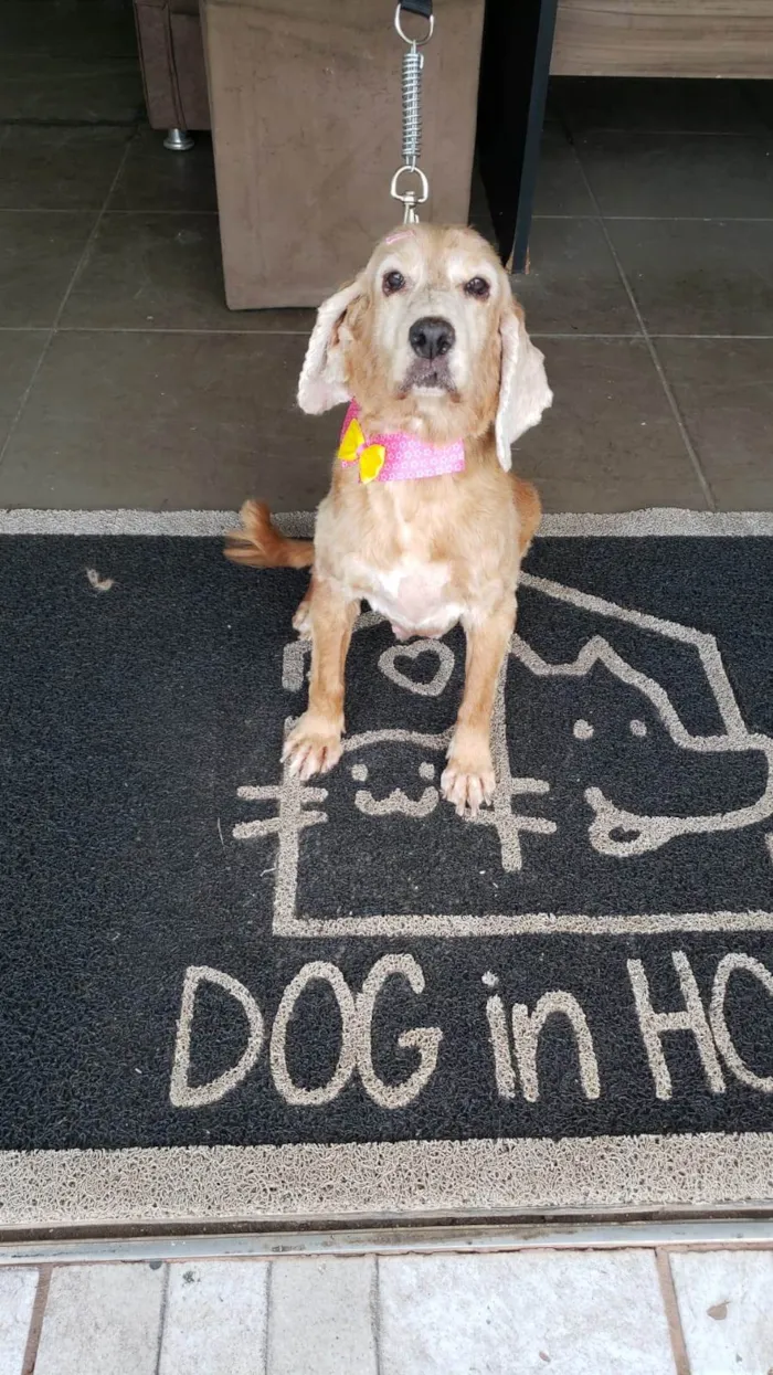 Cachorro ra a Cocker spaniel inglês idade 6 ou mais anos nome KIRA (resgatada)