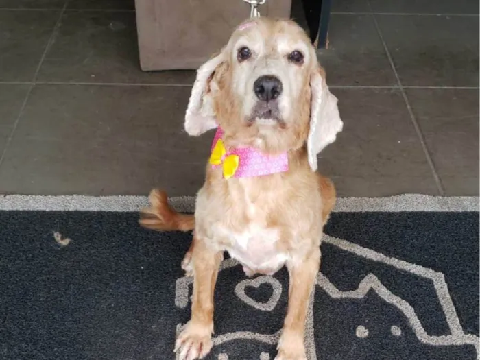 Cachorro ra a Cocker spaniel inglês idade 6 ou mais anos nome KIRA (resgatada)