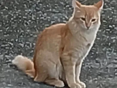 Gato raça SRD-ViraLata idade 1 ano nome Sem nome