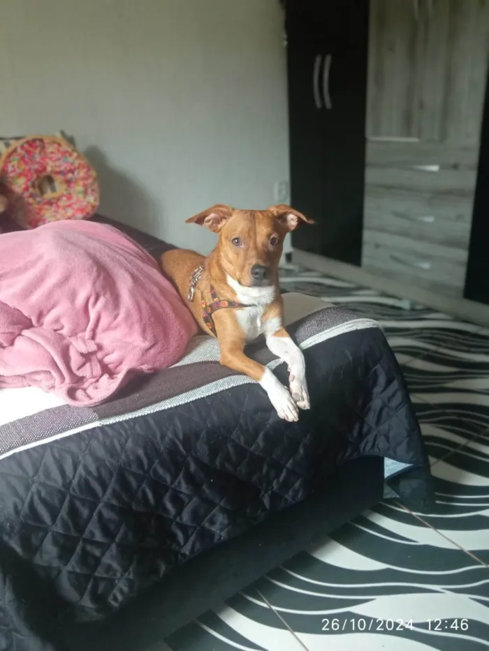 Cachorro ra a SRD-ViraLata idade 1 ano nome simba