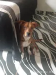simba