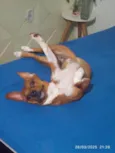 simba