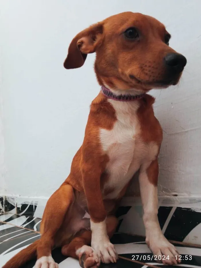 Cachorro ra a SRD-ViraLata idade 1 ano nome simba