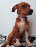 simba