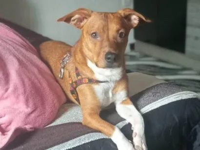 Cachorro raça SRD-ViraLata idade 1 ano nome simba
