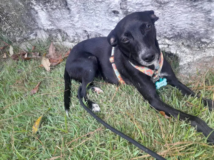 Cachorro ra a SRD-ViraLata idade 2 anos nome Meg