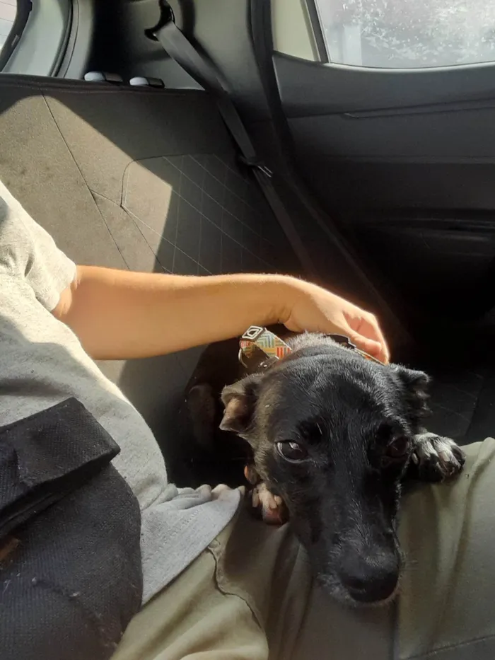 Cachorro ra a SRD-ViraLata idade 2 anos nome Meg