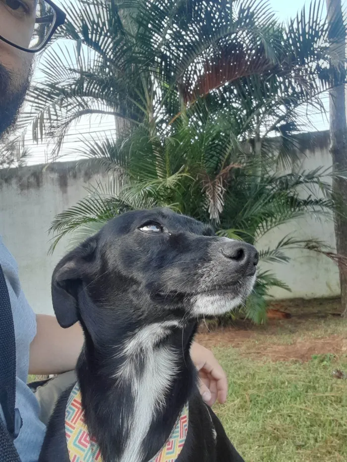 Cachorro ra a SRD-ViraLata idade 2 anos nome Meg