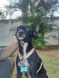 Meg