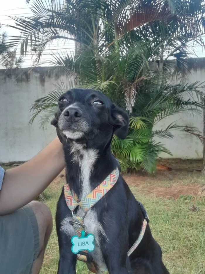 Cachorro ra a SRD-ViraLata idade 2 anos nome Meg