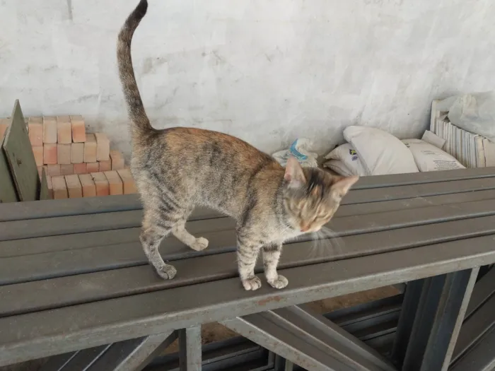 Gato ra a SRD-ViraLata idade 1 ano nome FIUFIU
