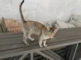 FIUFIU