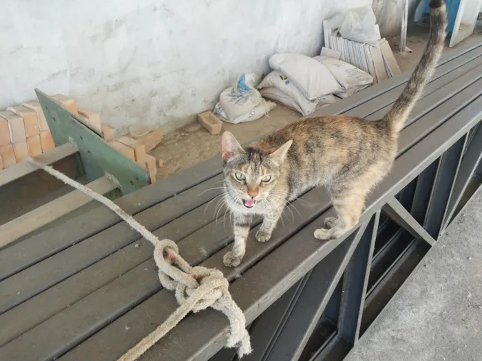 Gato ra a SRD-ViraLata idade 1 ano nome FIUFIU