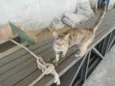 FIUFIU