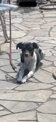 Bolt