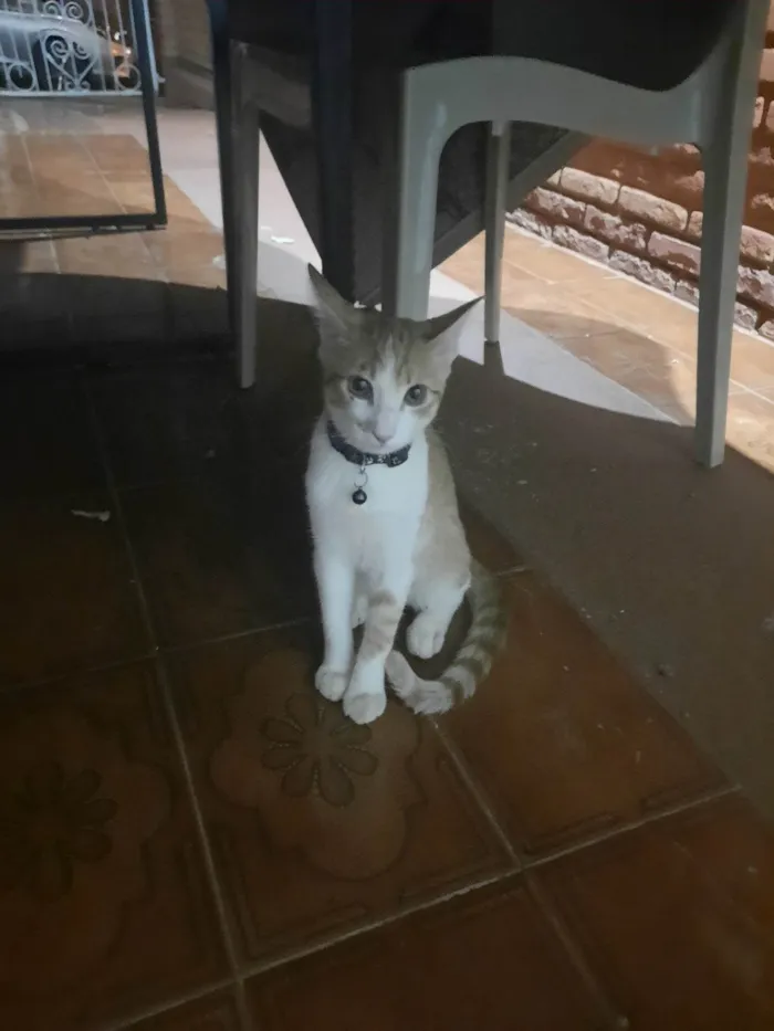 Gato ra a SRD-ViraLata idade 2 a 6 meses nome Sem nome