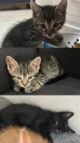 Tolosie, Bast e Puma