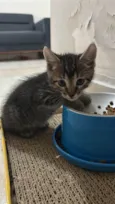 Tolosie, Bast e Puma