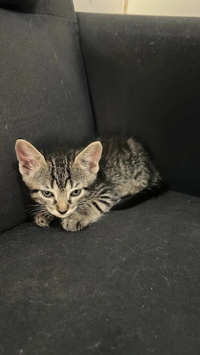 Gato ra a SRD-ViraLata idade 2 a 6 meses nome Tolosie, Bast e Puma