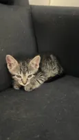 Tolosie, Bast e Puma