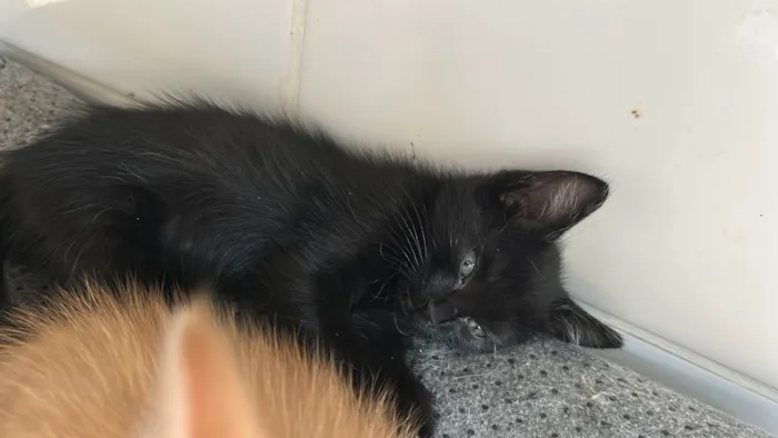Gato ra a SRD-ViraLata idade 2 a 6 meses nome Tolosie, Bast e Puma