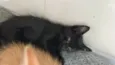 Tolosie, Bast e Puma