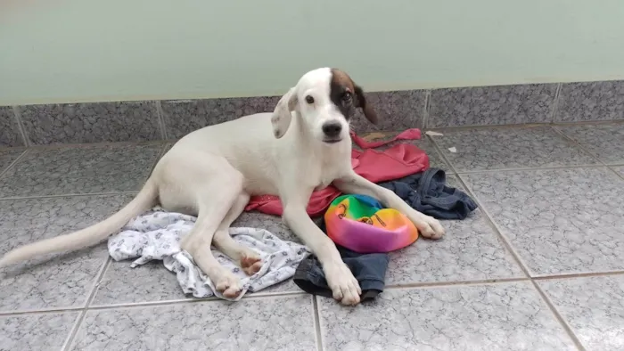Cachorro ra a SRD-ViraLata idade 2 a 6 meses nome Aurora 
