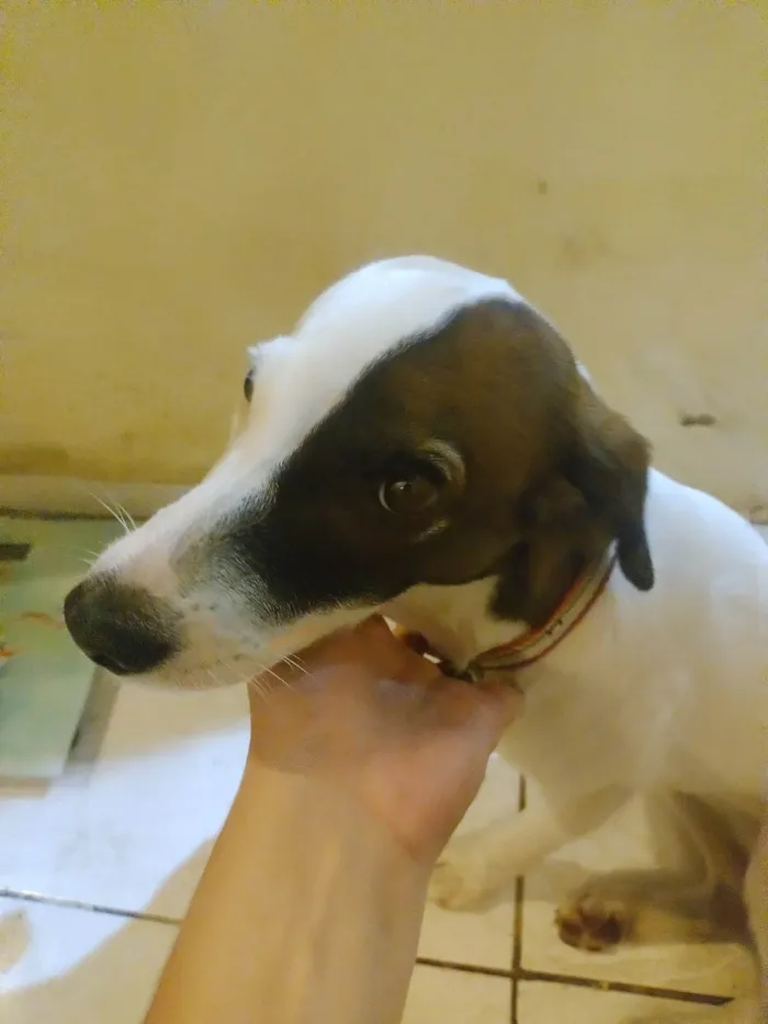 Cachorro ra a SRD-ViraLata idade 2 a 6 meses nome Aurora 