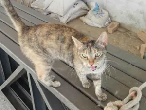 Gato raça SRD-ViraLata idade 1 ano nome FIUFIU