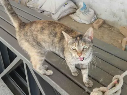 Gato raça SRD-ViraLata idade 1 ano nome FIUFIU