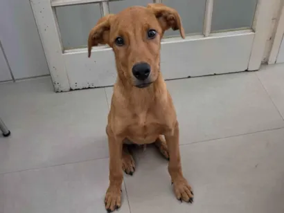 Cachorro raça SRD-ViraLata idade 2 a 6 meses nome Sem nome 