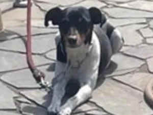 Cachorro raça Fox Terrier idade 6 ou mais anos nome Bolt