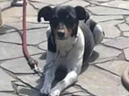 Cachorro raça Fox Terrier idade 6 ou mais anos nome Bolt