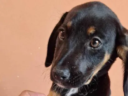 Cachorro raça SRD-ViraLata idade 2 a 6 meses nome Kiara