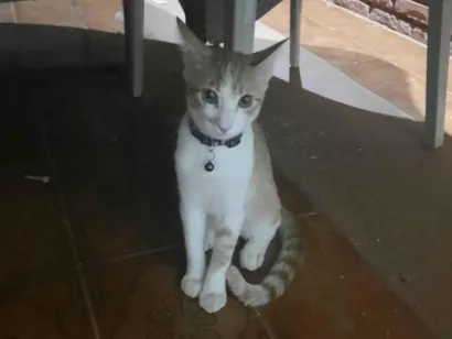 Gato raça SRD-ViraLata idade 2 a 6 meses nome Sem nome