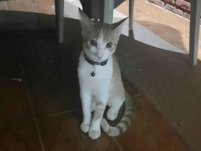 Gato ra a SRD-ViraLata idade 2 a 6 meses nome Sem nome