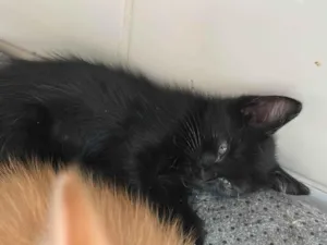 Gato raça SRD-ViraLata idade 2 a 6 meses nome Tolosie, Bast e Puma