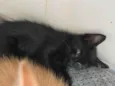 Tolosie, Bast e Puma