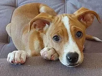 Cachorro raça SRD-ViraLata idade 2 a 6 meses nome Lully