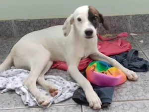 Cachorro raça SRD-ViraLata idade 2 a 6 meses nome Aurora 
